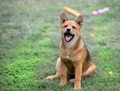 Shiba...moja n&hellip;
