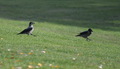 Vrane ili Vran&hellip;
