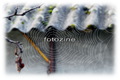 fotozine u mre&hellip;