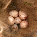 velika sjenica&hellip;