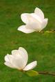 Magnolija Gres&hellip;