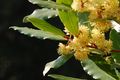 Lovor, Laurus &hellip;
