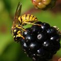 Osa, Vespula v&hellip;