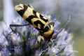 Chlorophorus v&hellip;