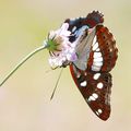 Plavi admiral,&hellip;