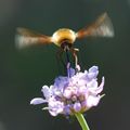 Bombylius majo&hellip;