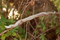 Poskok, Vipera&hellip;
