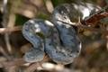 Poskok, Vipera&hellip;