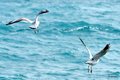 Larus ridibund&hellip;