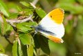 Zorica, Anthoc&hellip;