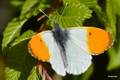 Zorica, Anthoc&hellip;