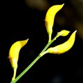 Spartium junce&hellip;