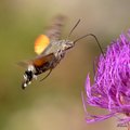 Golupka, Macro&hellip;