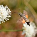 Golupka, Macro&hellip;
