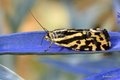 Emmelia trabea&hellip;