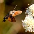 Golupka, Macro&hellip;