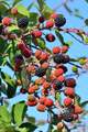 Kupina, Rubus &hellip;
