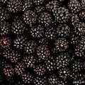 Kupina, Rubus &hellip;
