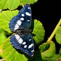 Plavi admiral,&hellip;