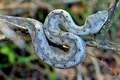 S kao vipera a&hellip;