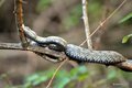 Poskok, Vipera&hellip;