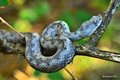 Poskok, Vipera&hellip;