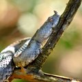 Vipera ammodyt&hellip;