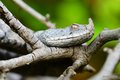 Vipera ammodyt&hellip;
