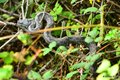 Vipera ammodyt&hellip;