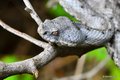 Vipera ammodyt&hellip;