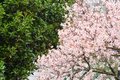 Badem, Prunus &hellip;