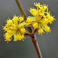 Drijen, Cornus&hellip;