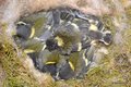 Velika sjenica&hellip;