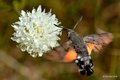 Golupka, Macro&hellip;