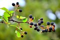 Kupina, Rubus &hellip;