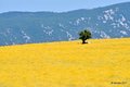 Helichrysum it&hellip;