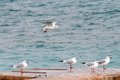 Riječni galeb,&hellip;