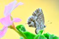 Pelargonijin p&hellip;