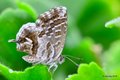 Pelargonijin p&hellip;