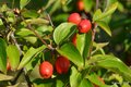 Drijen, Cornus&hellip;