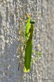 Mantis religio&hellip;