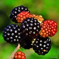 Kupina, Rubus &hellip;