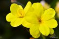 Zimski jasmin,&hellip;