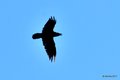 Gavran, Corvus&hellip;