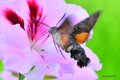 Golupka, Macro&hellip;