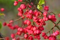Kurika, Euonym&hellip;