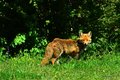 Lisica, Vulpes&hellip;