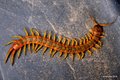 Lithobius forf&hellip;