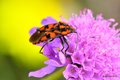 Lygaeus saxati&hellip;