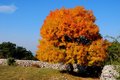 Makljen, Acer &hellip;
